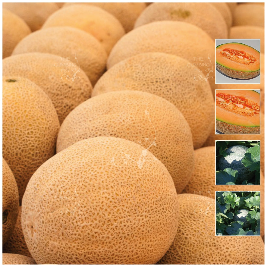 Vegetables, Herbs & Fruit Seeds