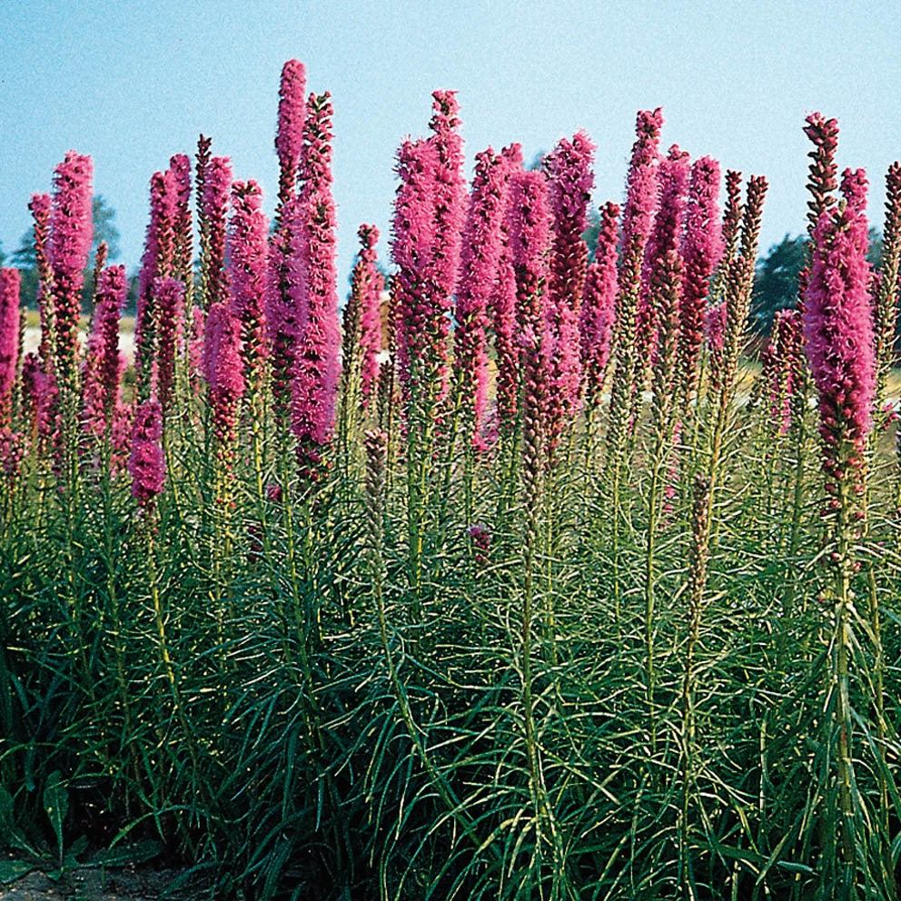 LIATRIS Pink Comet Seeds. Heavy flowering bulbous perenial. Drought tolerant