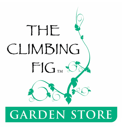 The Climbing Fig