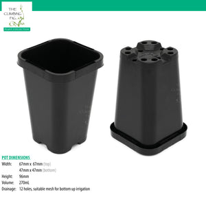 68mm Square BLACK Plastic Pots. Premium rigid pots with label holder slits