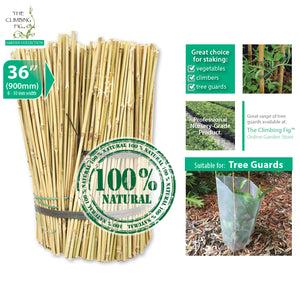 90cm (36") Bamboo Stakes NATURAL 8-10mm Thick. Vegetables garden trellis