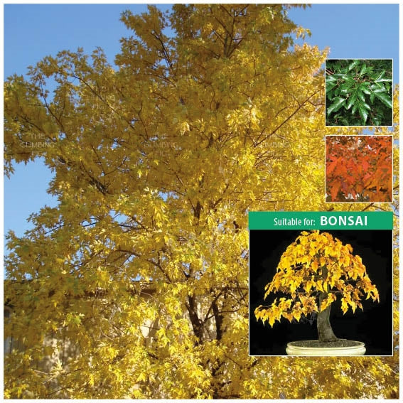 Acer Ginnala Amur Maple Seeds