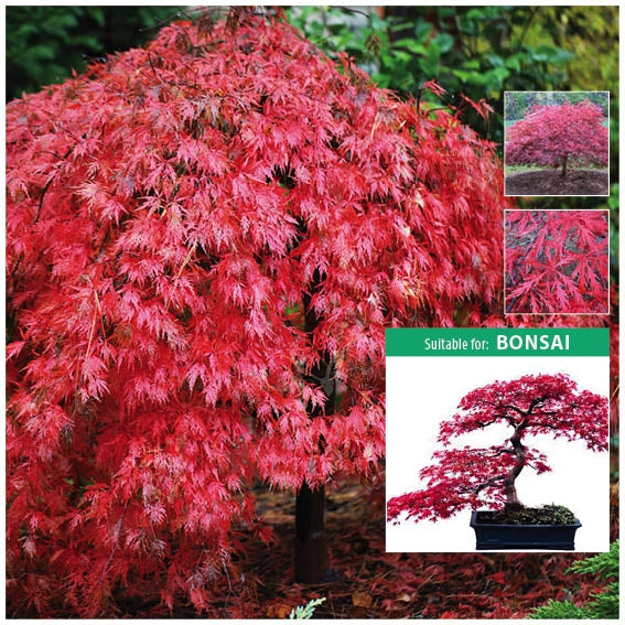 Acer Palmatum Laceleaf Japanese Maple Seeds
