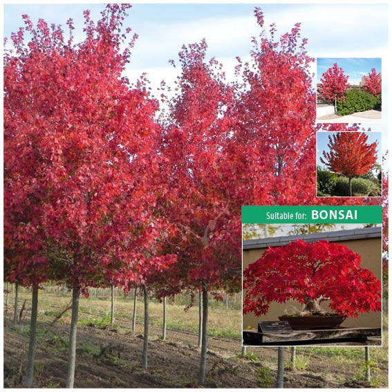 Acer Rubrum Red Maple Seeds