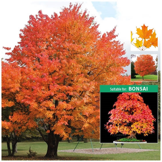 Acer Saccharum Sugar Maple Seeds