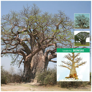 Adansonia Digitata Baobab Tree Seeds