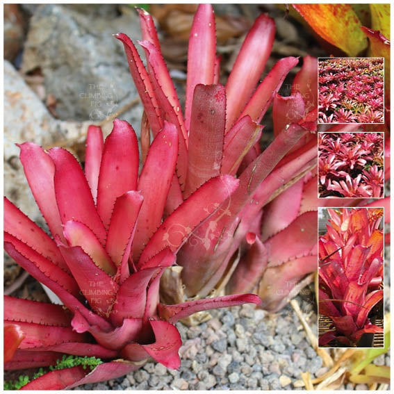 Aechmea Rubra Bromeliad Of Bahamas Seeds