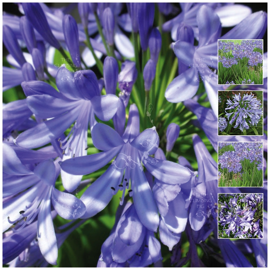 Agapanthus Eternal Blue Seeds