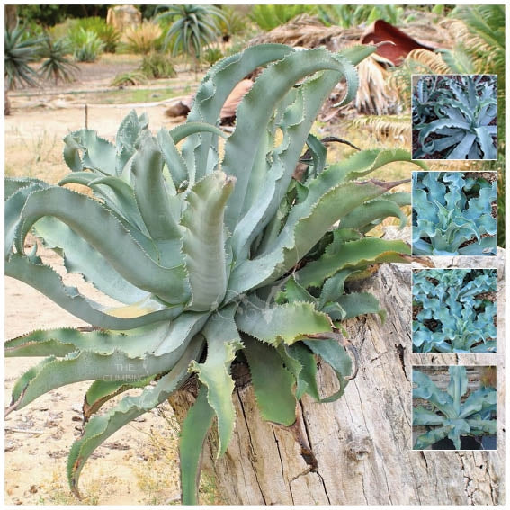 Agave Gypsophila Blue Curls Seeds. Hardy succulent. Wavy silver foliag