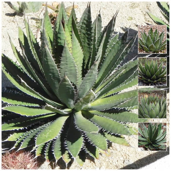 Agave Horrida Renegade Seeds