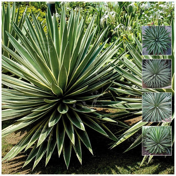 Agave Vivipara Artemis Seeds. Stunning variegated foliage. Hardy succu -  The Climbing Fig