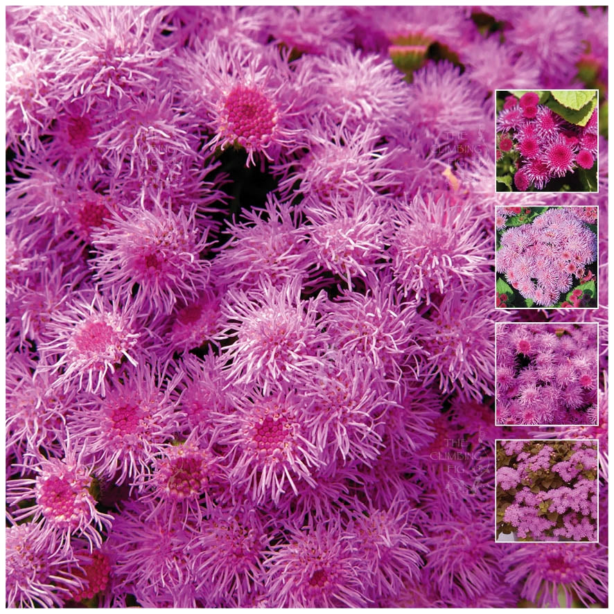 Ageratum Pink Pom Pom Seeds