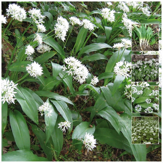wild garlic seeds planting Allium Ursinum Broad Leaved Garlic Seeds. Ramsom. Wild perennial herb