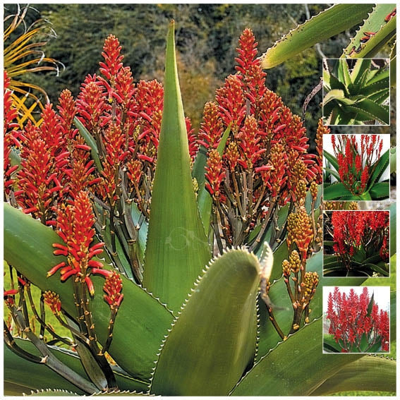 Aloe Vaombe Madagascar Tree Aloe Seeds. Hardy succulent. Landscape var