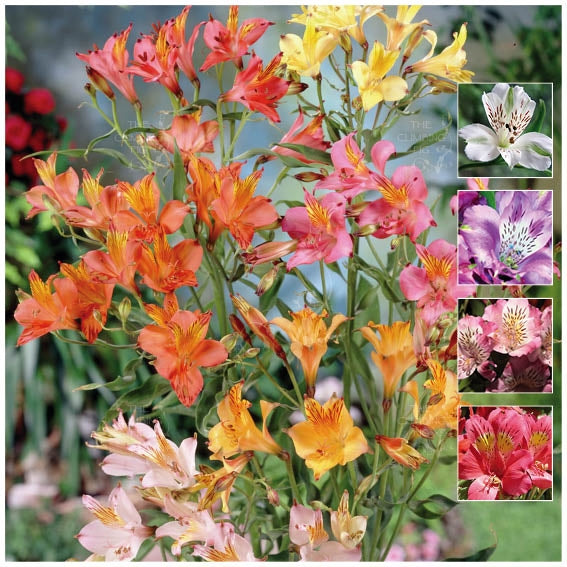 Alstroemeria Ligtu Hybrids Dr Salter&#39;s Mix Seeds