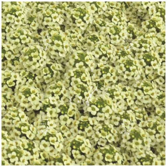 Alyssum Lemon Ice Seeds