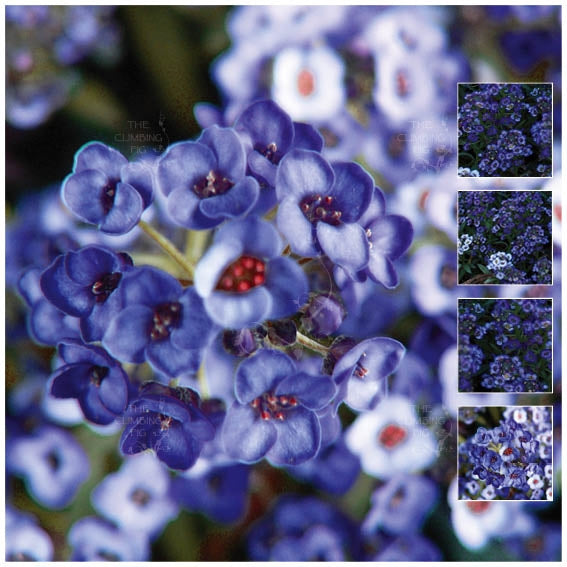 Alyssum Moody Blues Seeds