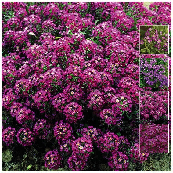 Alyssum Royal Velvet Seeds