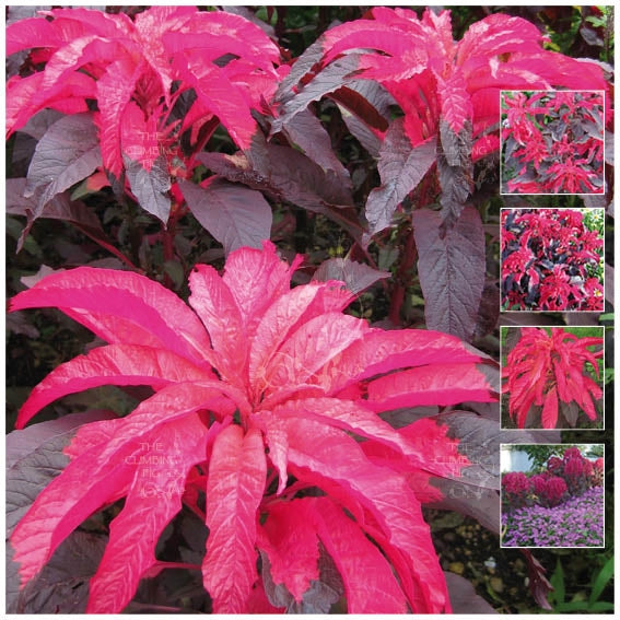 Amaranthus Tricolor Early Splendor Seeds