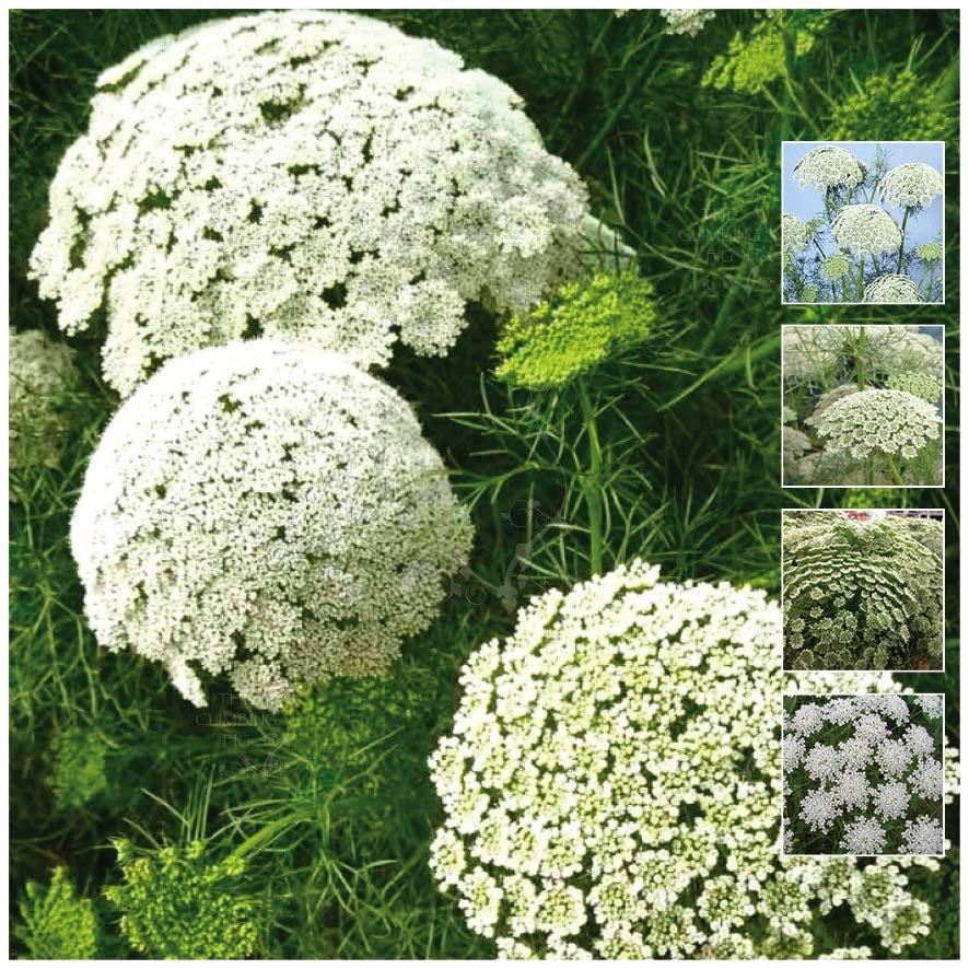 Ammi Casablanca Seeds