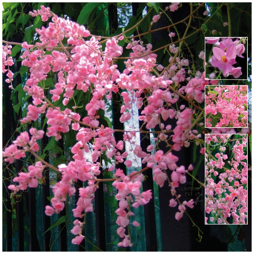 Antigonon Apple Blossom Coral Vine Seeds