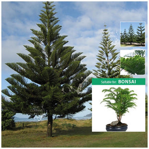 Araucaria Norfolk Island Pine Manley Seeds