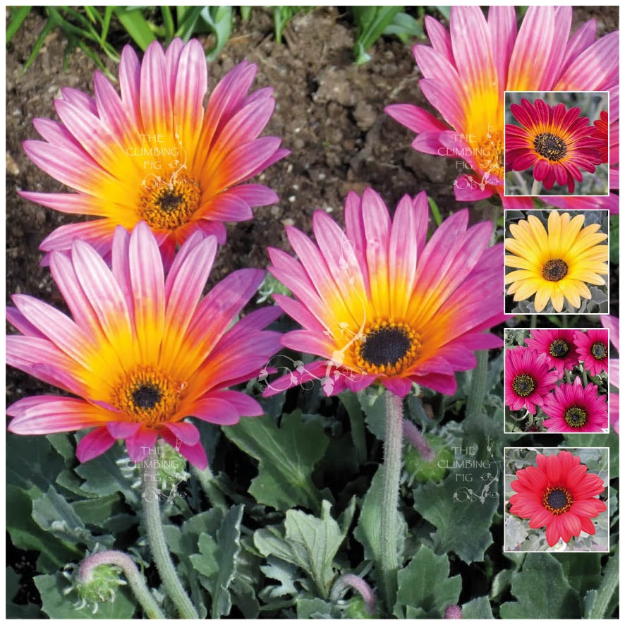 Arctotis Carnivale Mix Seeds