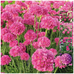 Armeria Kai Hybrid Pink Seeds