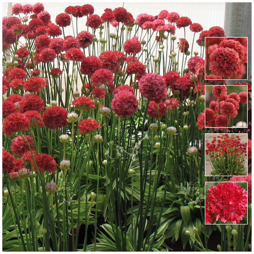 Armeria