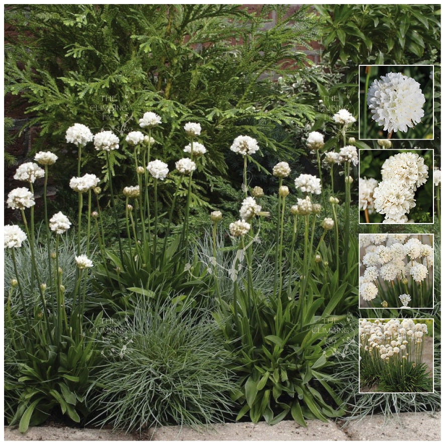 Armeria Kai Hybrid White Seeds