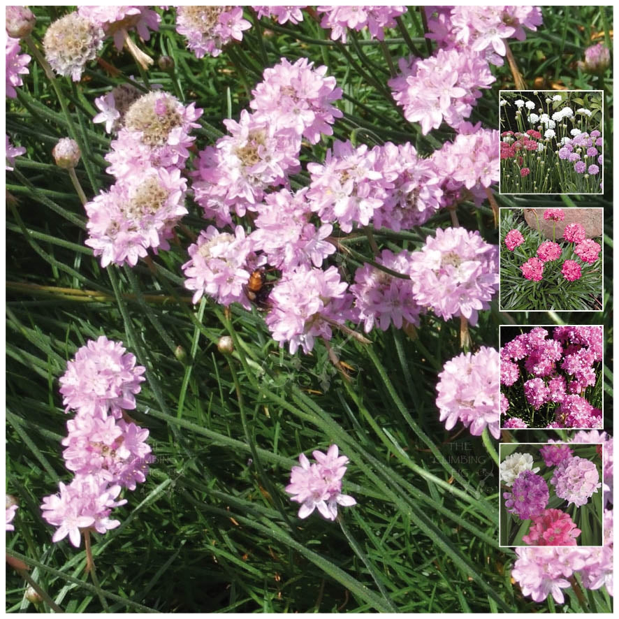 Armeria Pseudarmeria MG Mix Seeds