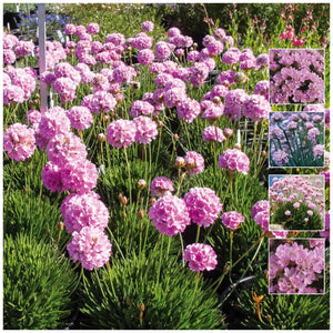 Armeria Sovereign Pink Seeds