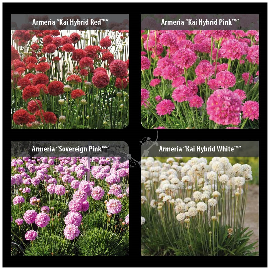 Armeria Vivid Pack Seeds