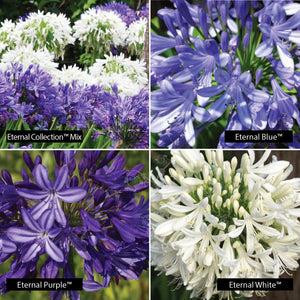 AGAPANTHUS Eternal Collection Seeds. Flower colours White, Blue and Mixed