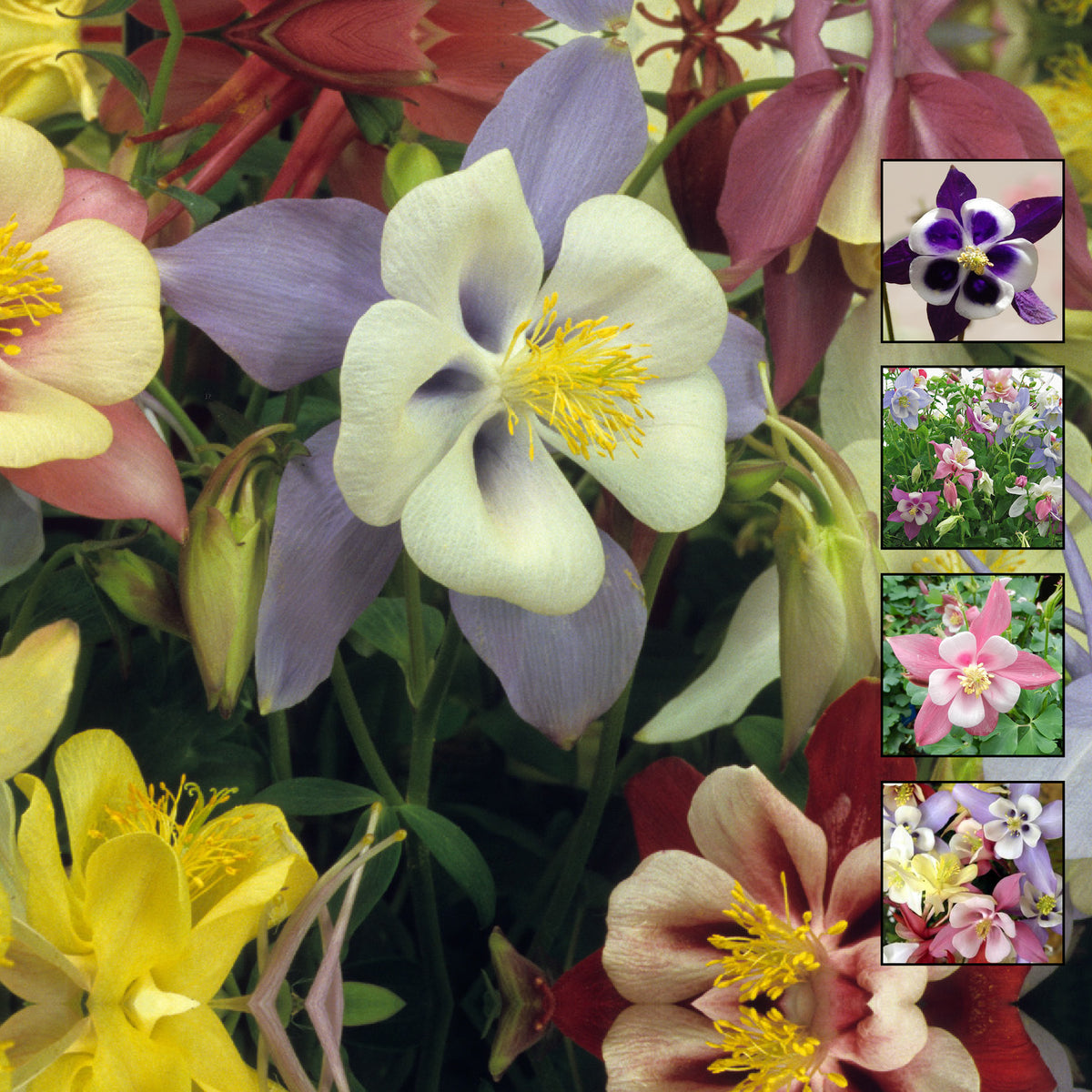 AQUILEGIA Angels Ranunculus Orchid Seeds