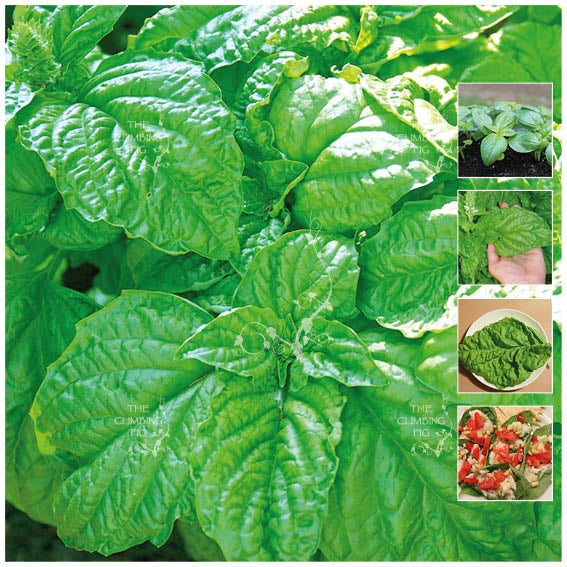 BASIL Sweet Mammoth Seeds. Super large leaves. Use in salads like