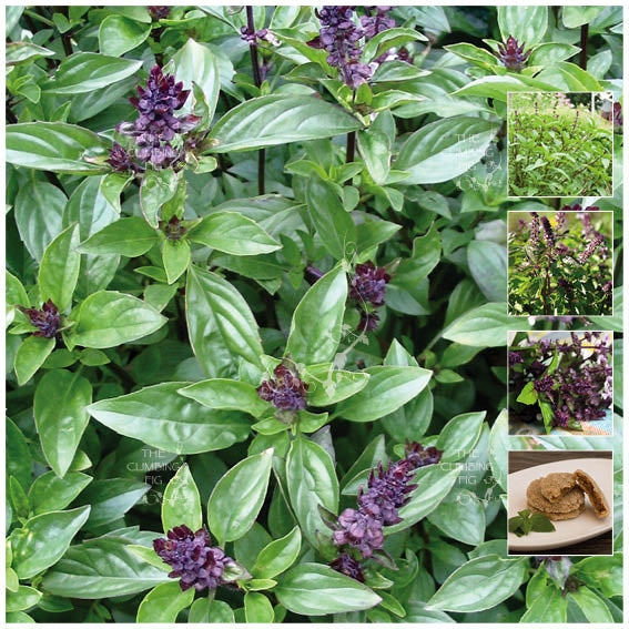 Basil Cinnamon Seeds