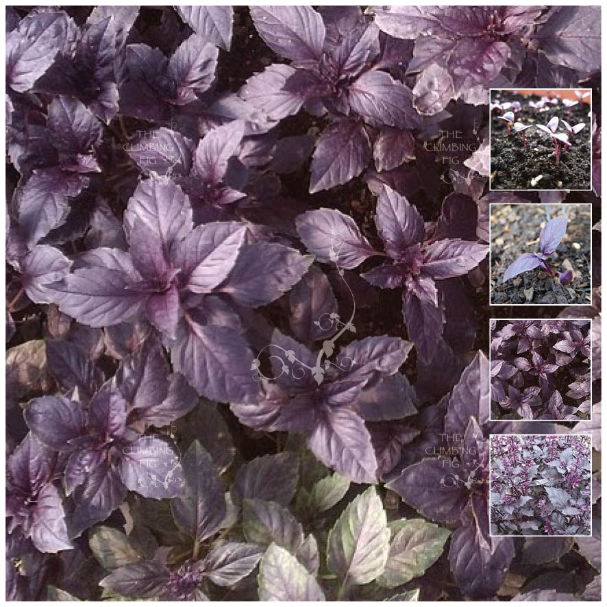 Basil Dark Opal Seeds