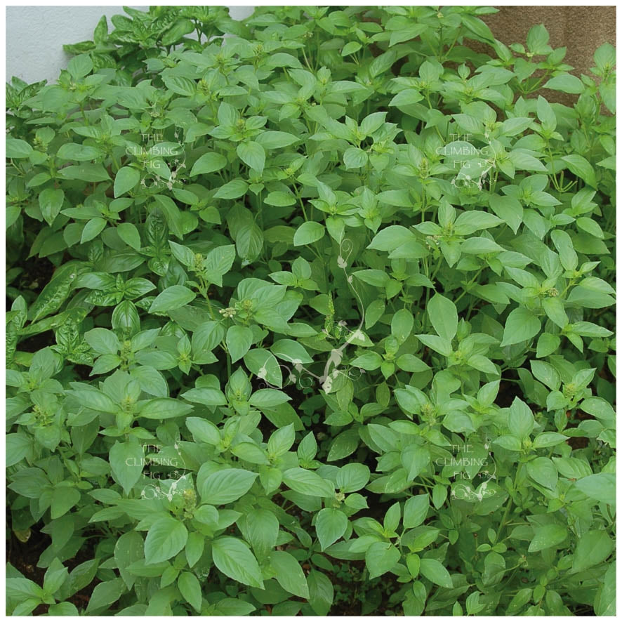 BASIL Lemon Basil Seeds. Premium lemon scented herb variety The