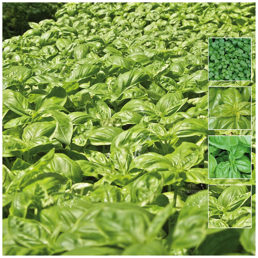 Basil Sweet Basil Italian Seeds