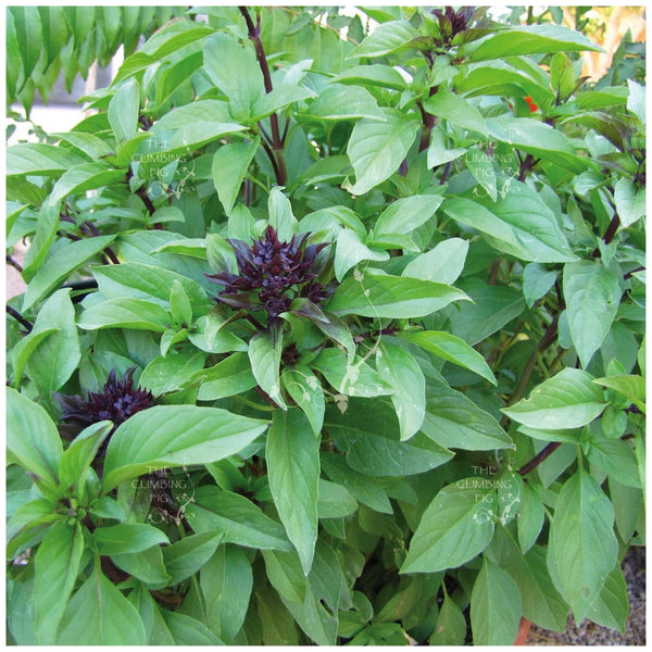 BASIL Thai Sweet Purple Seeds. Purple stemmed Thai basil herb