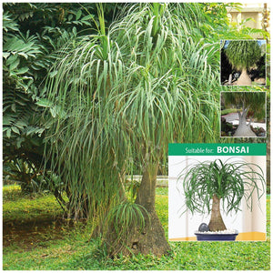 100 Fresh Ponytail Palm Seeds (Beaucarnea Recurvata) - Indoor/Outdoor Tree