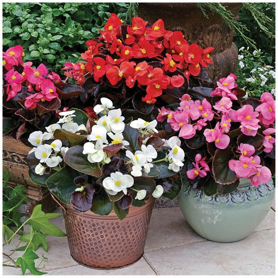 Begonia Bada Boom Mix Seeds
