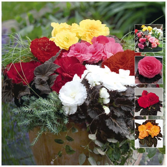 Begonia Nonstop Mocca Mix Seeds