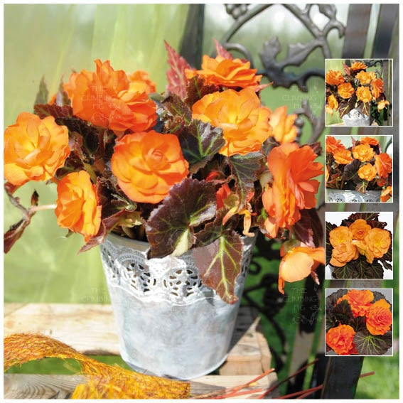 Begonia Nonstop Mocca Bright Orange Seeds