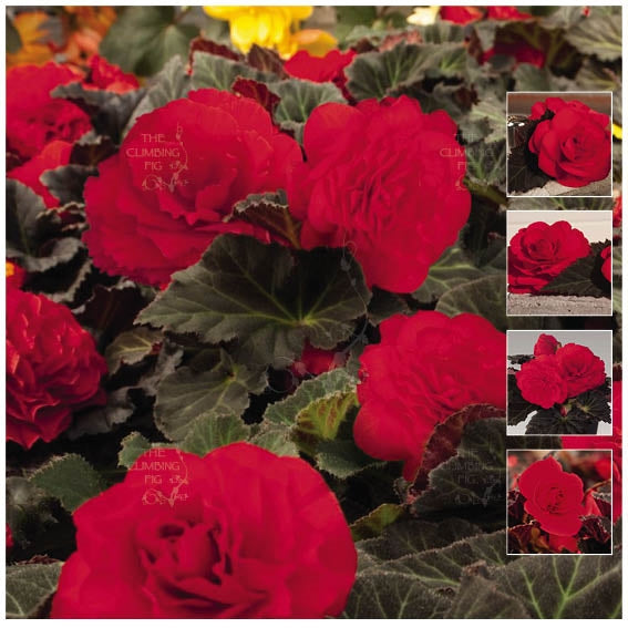 Begonia Nonstop Mocca Cherry Seeds