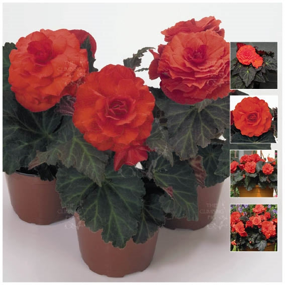 Begonia Nonstop Mocca Deep Orange Seeds