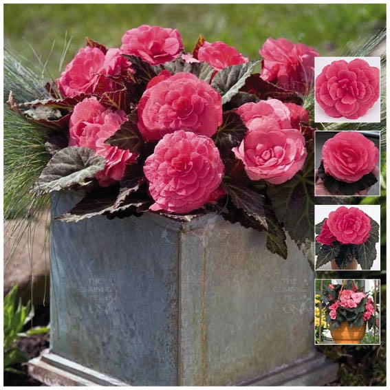 Begonia Nonstop Mocca Pink Seeds