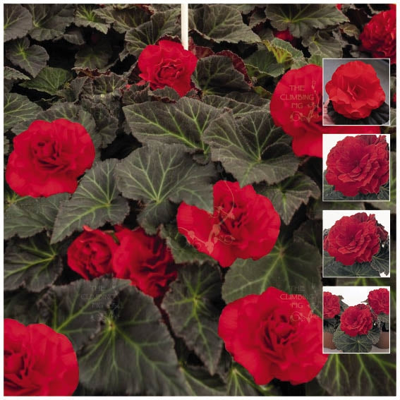 Begonia Nonstop Mocca Scarlet Seeds