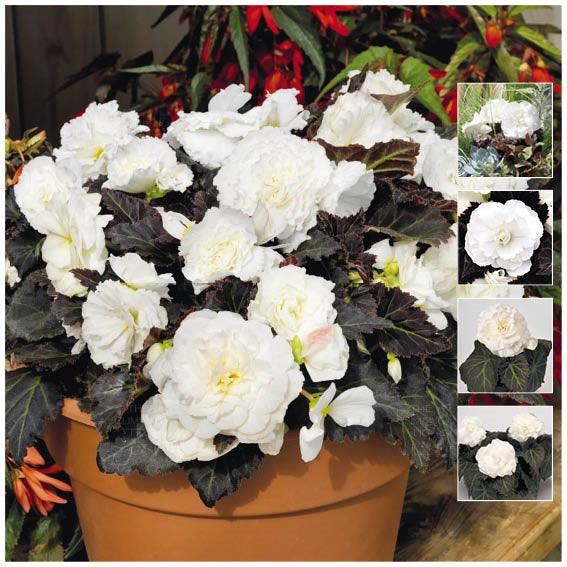 Begonia Nonstop Mocca White Seeds